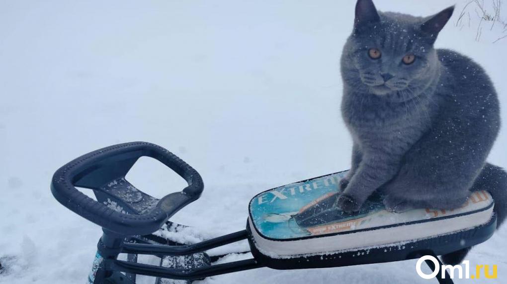 На Омск надвигаются первые ночные заморозки