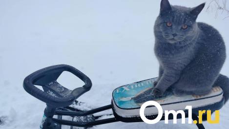 На Омск надвигаются первые ночные заморозки