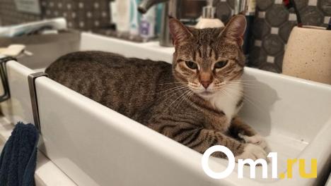 Омичей из Центрального округа предупредили об отключении холодной воды