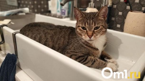 Омичей из Центрального округа предупредили об отключении холодной воды