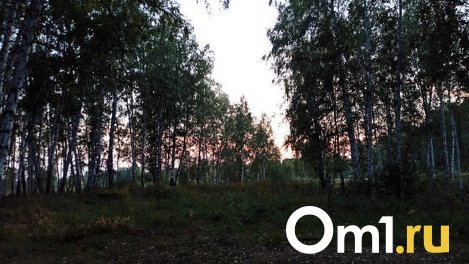 В Омской области глава села вырубил леса почти на миллион рублей