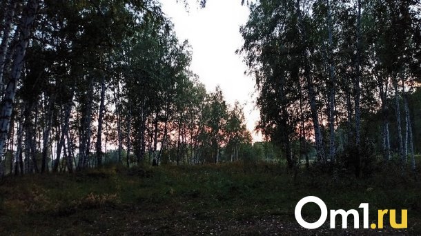 В Омской области глава села вырубил леса почти на миллион рублей
