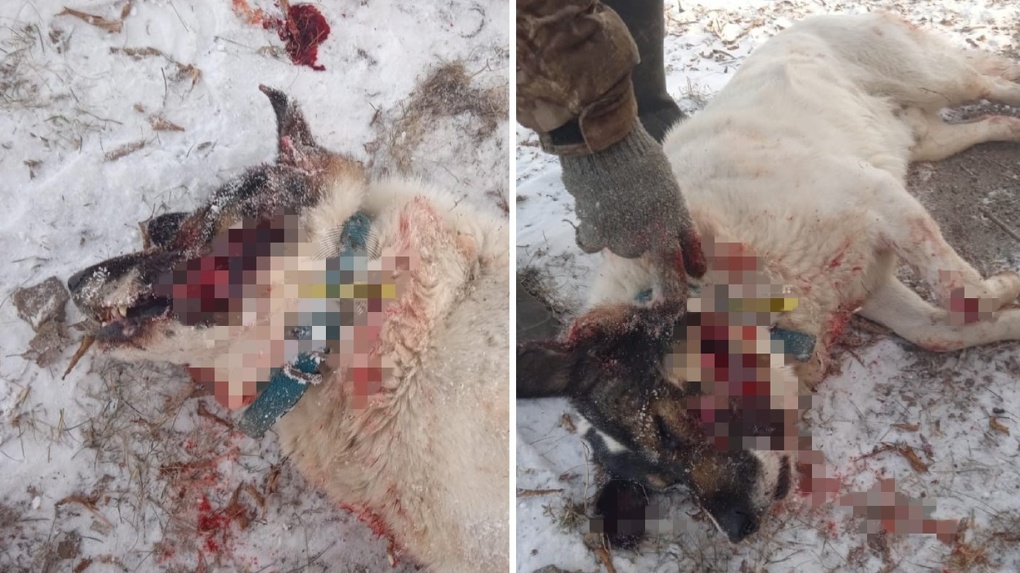 Расстрелял и выкинул в мусорку: новосибирцы осудили живодёра за убийство дворняжки