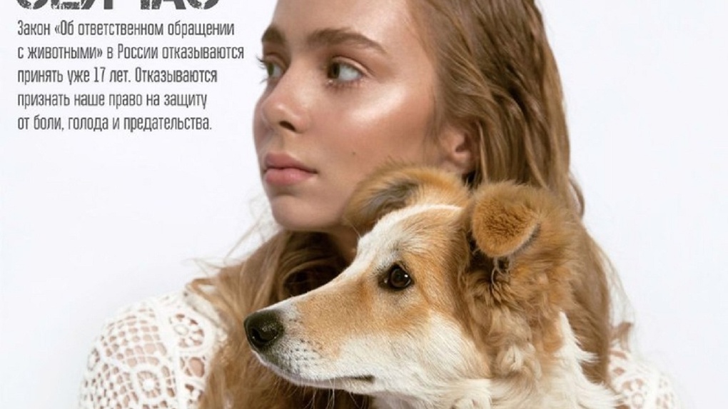 Влияние внешних факторов на сходство хозяина и собаки