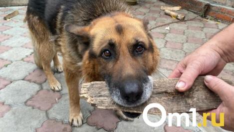 На омские улицы выпустили почти 500 бездомных собак