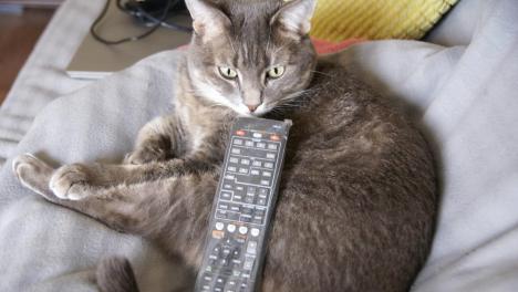 Новосибирцев ждёт отключение нескольких ТВ-каналов