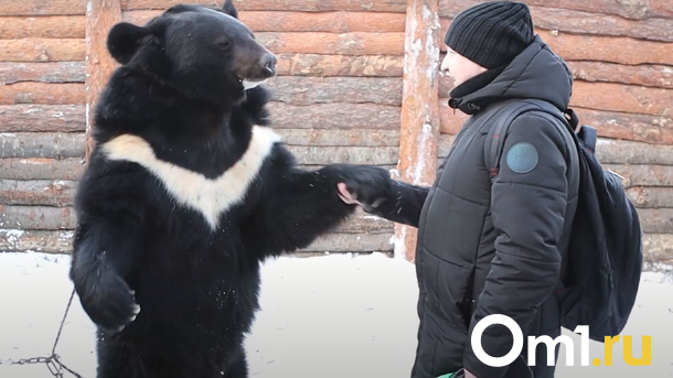 Выросли из старых клеток: цирковые медведи вернулись из Новосибирска в Подмосковье спустя три года