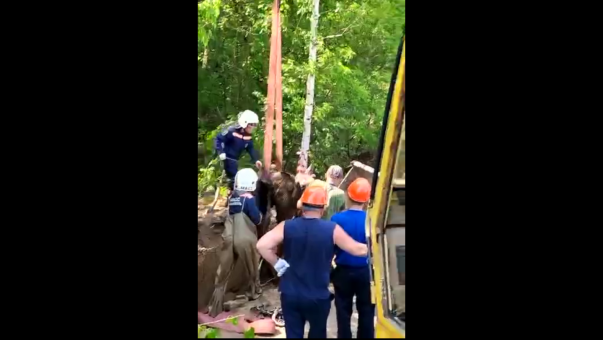 В Новосибирске спасли угодившего в люк колодца лосёнка. ВИДЕО