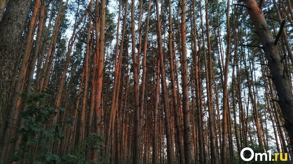 Мэр Новосибирска Локоть отозвал решение о вырубке леса в Нижней Ельцовке после представления прокурора