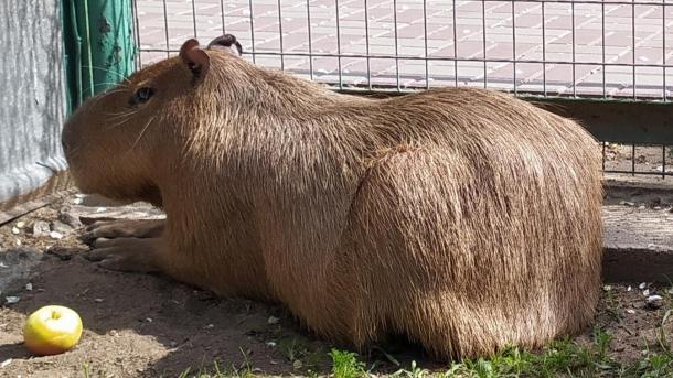 Капибары в Омске грустят без тыкв: зоопарк просит помощи горожан