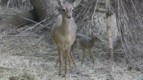 У миниатюрной антилопы дикдик родился крохотный детёныш в Новосибирском зоопарке