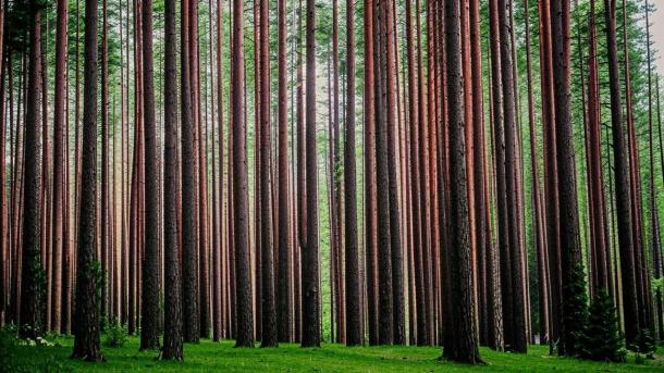 «Очень опасный очаг»: массовая гибель сосен из-за грибка-паразита выявлена в Новосибирске