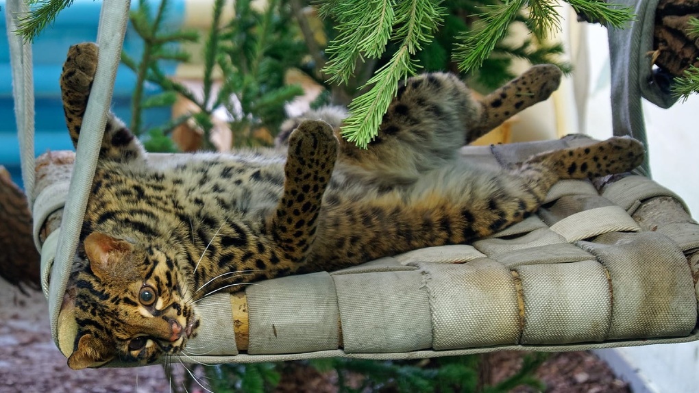 Единственная в России мраморная кошка появилась в Новосибирском зоопарке: показываем фото