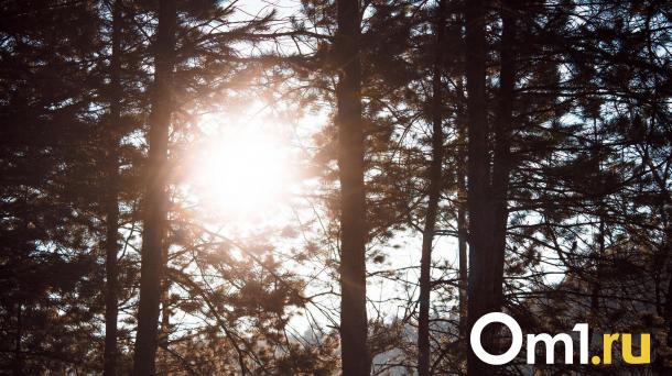 Дату наступления астрономической весны назвали в Новосибирске