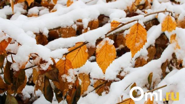 В Омске на Интернациональной высадили новые лиственницы