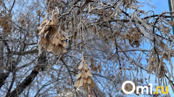 В Омске компания «Брусника» вырубит деревья ради подъездной дороги