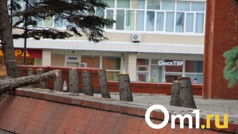 Мэрия Омска объяснила ситуацию с вырубкой елей возле ТЦ «Омский»