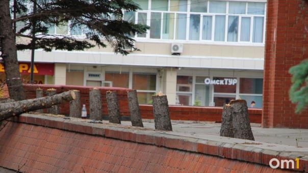 Мэрия Омска объяснила ситуацию с вырубкой елей возле ТЦ «Омский»