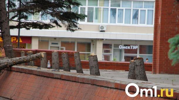 Мэрия Омска объяснила ситуацию с вырубкой елей возле ТЦ «Омский»