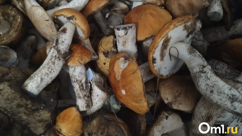 Роспотребнадзор: «закатывать» грибные консервы смертельно опасно