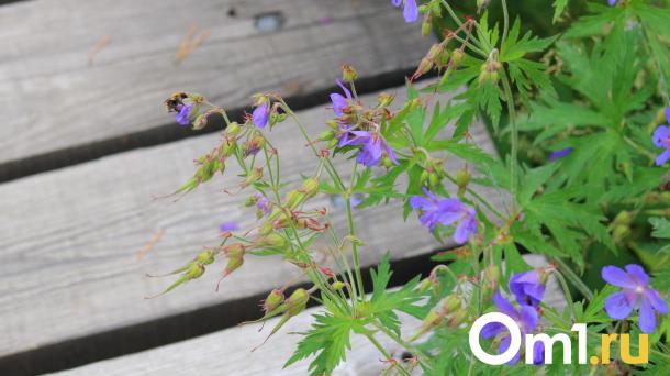 В Гидрометцентре дали прогноз, каким будет лето в Омске