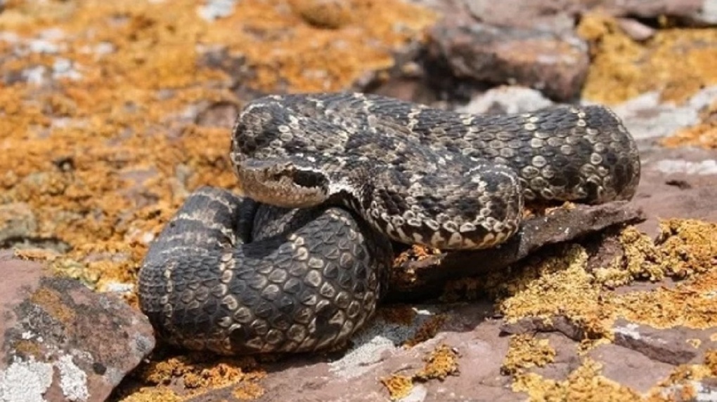 Новые места обитания ядовитых змей нашли в Новосибирской области