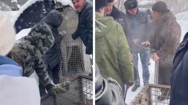 Следком возбудил уголовное дело о жестоком обращении с животными в Новосибирске