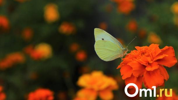 После аномальной жары Омскую область накроет буря с градом