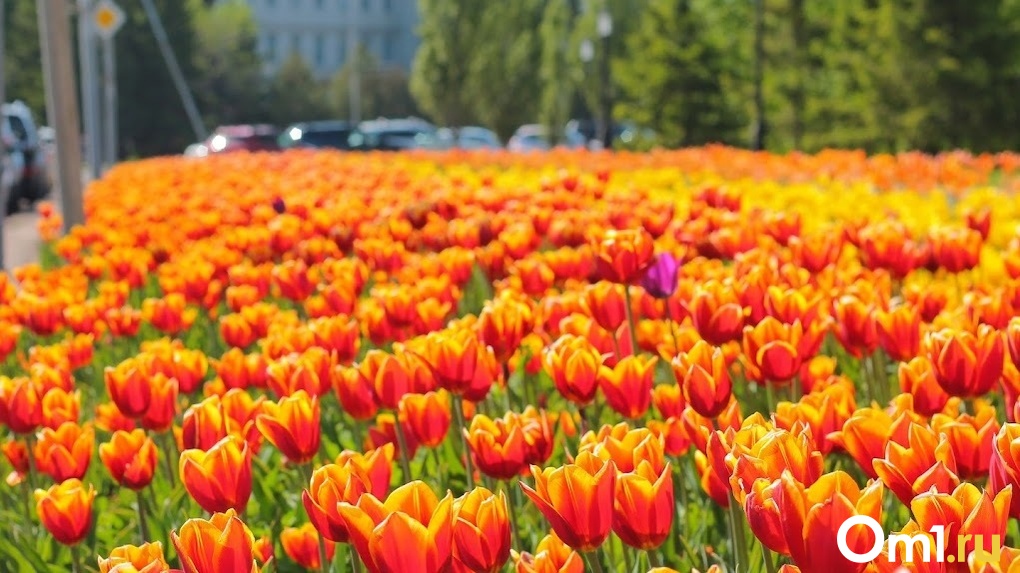 Тюльпаны резко подорожали в Новосибирске к 8 Марта: во сколько они обойдутся