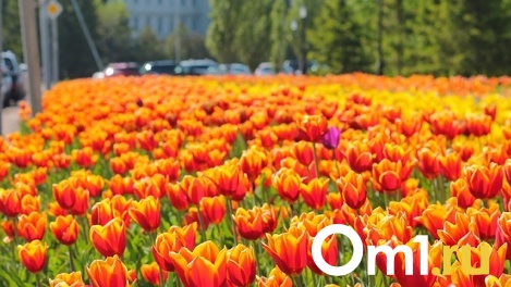 Тюльпаны резко подорожали в Новосибирске к 8 Марта: во сколько они обойдутся
