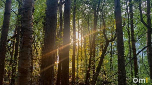 Опрос о будущем развитии Соснового бора предлагают пройти новосибирцам