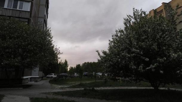 Аллею черемух в Академгородке вырубили