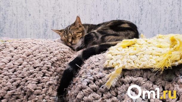 Омичам рассказали, чем опасен нерегулярный сон