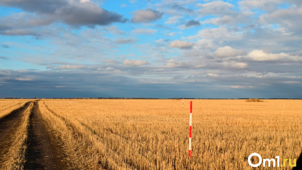 Недобрали 600 000 тонн: из-за засухи Омская область собрала только 80% урожая зерна