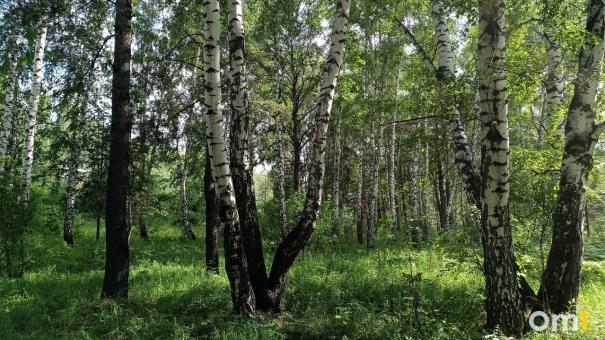 Завершились массовые поиски 67-летнего грибника, пропавшего в лесу под Новосибирском