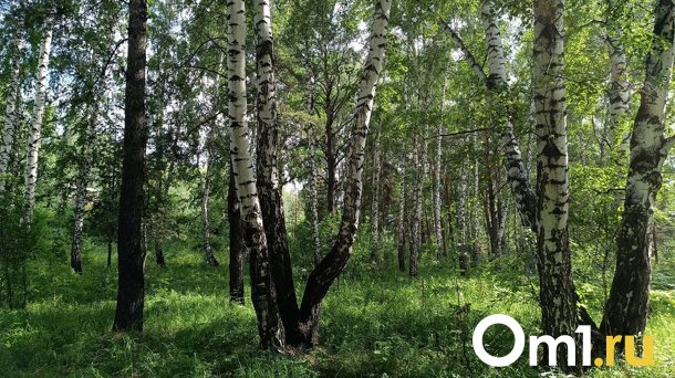 Завершились массовые поиски 67-летнего грибника, пропавшего в лесу под Новосибирском