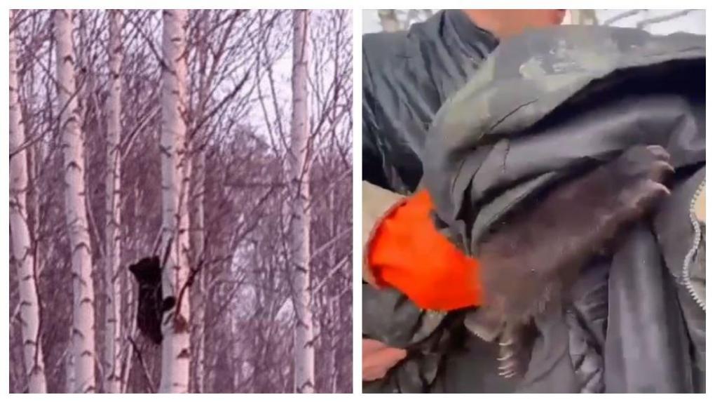 Застрявшего на дереве медвежонка спасли лесники под Новосибирском