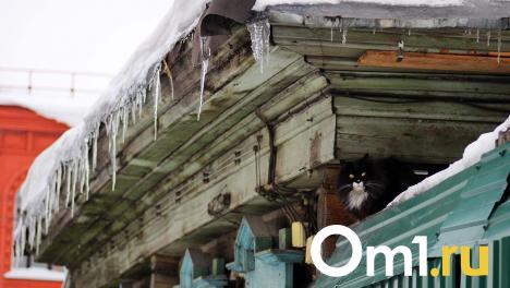 Февральская капель: в Омск пришла неожиданная оттепель
