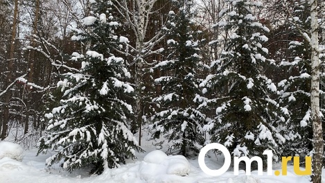 Январь без метелей: какая погода ждёт новосибирцев в выходные