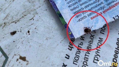 Число укушенных клещами новосибирцев за неделю выросло на 40% по сравнению с аналогичным периодом 2022 года