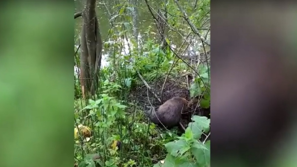 Убил бобра спас дерево картинки