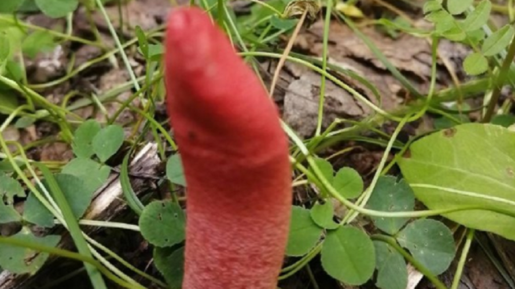 Гриб-фаллос с запахом тухлого мяса и цветов нашли в новосибирском лесу