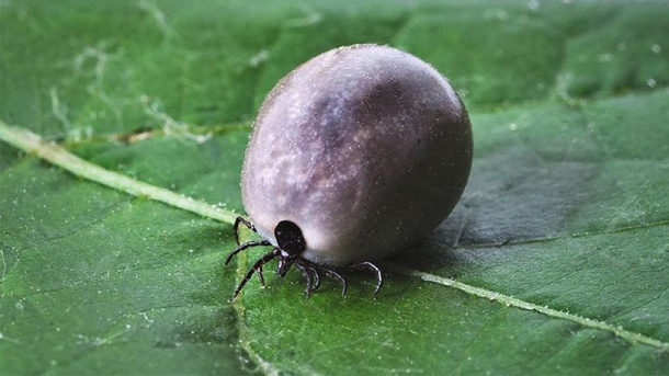 Причины массового нашествия клещей назвали новосибирцам