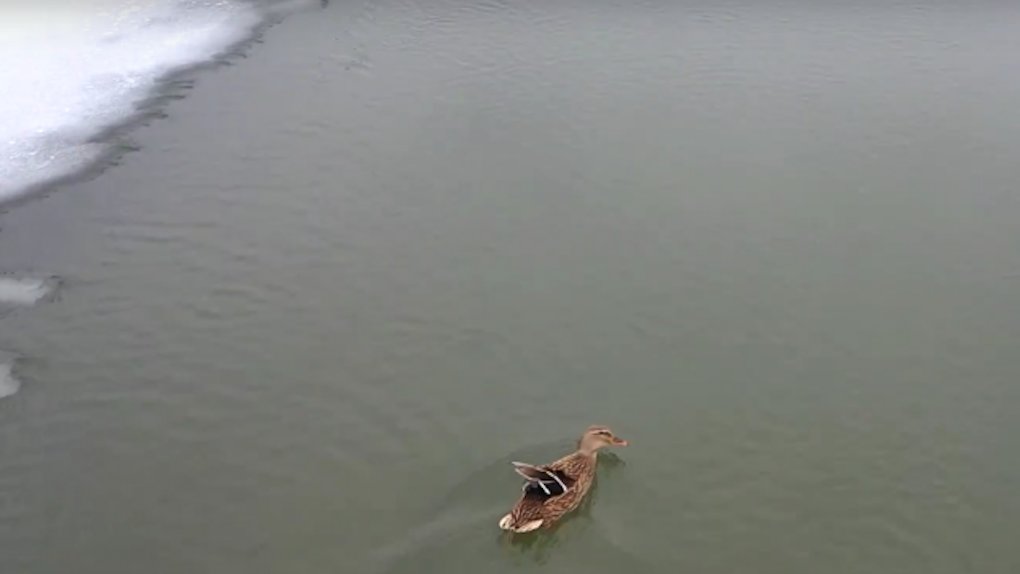 В Новосибирске горожане пытаются спасти замёрзшую утку. ВИДЕО