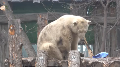 Белые медведи Новосибирского зоопарка стали серыми из-за сибирской весны