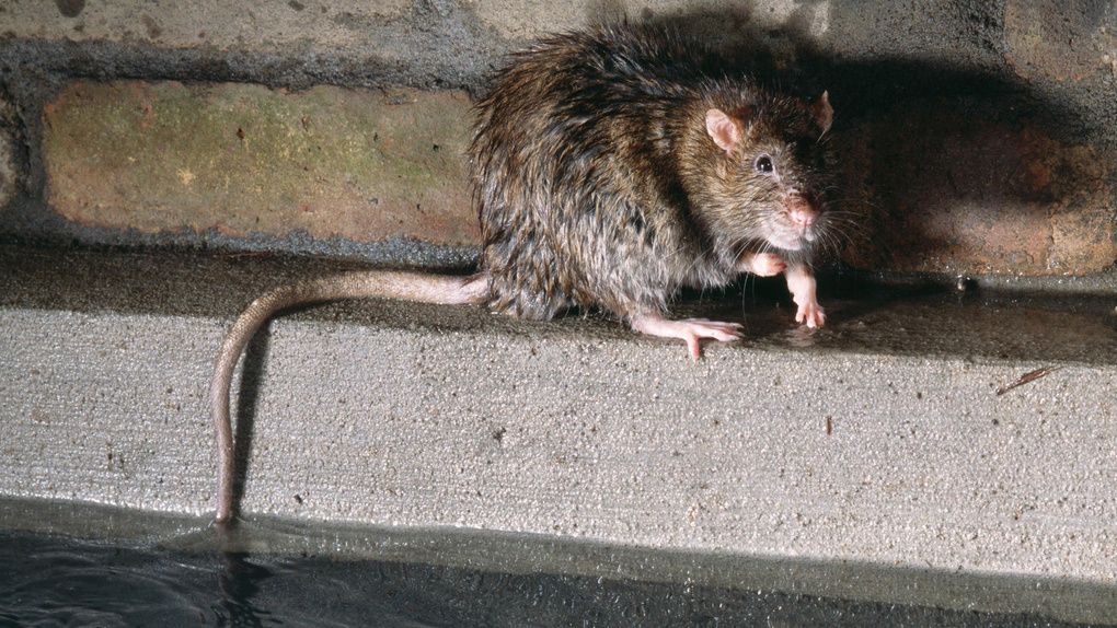 Люди в ужасе. Гигантские крысы атаковали новосибирцев в Ленинском районе. ВИДЕО