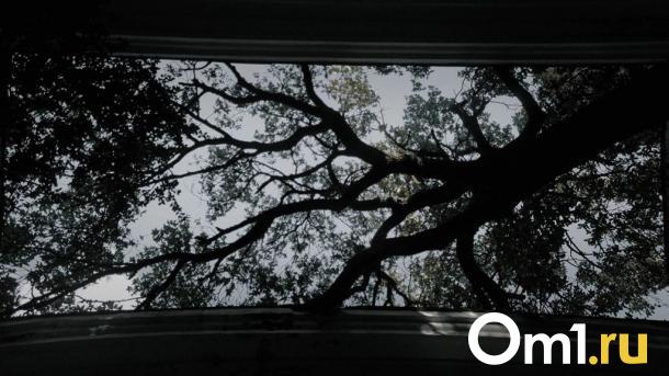 Под Омском планируют открыть два новых кладбища