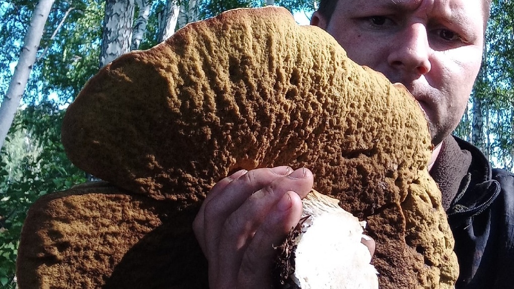 Омич нашёл в лесу гигантский гриб весом три килограмма