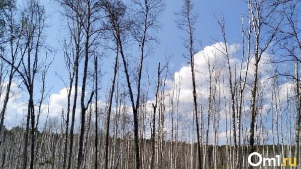 Омичи жалуются на непарного шелкопряда, который уничтожает парк 300-летия