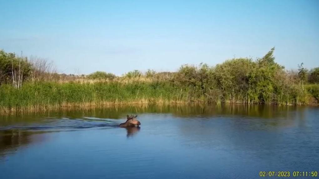 Лось, купающийся на омском заказнике «Лузинская дача», попал на камеру (видео)